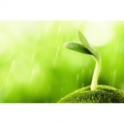 PAPIER GERMINATION 110g/m² BANDES PLISSEES 110 x2000 MM x 32 BANDES