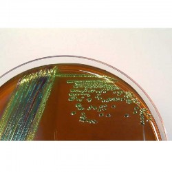 LACTOSEE EMB (EOSIN METHYLENE BLEU) GELOSE x 500G