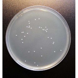 ENUMERATION GELOSE MILIEU x 500G