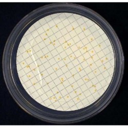 R2A AGAR BOITE DE PETRI IRRADIE 90MM SCHARLAU®PACK 20 UNITES